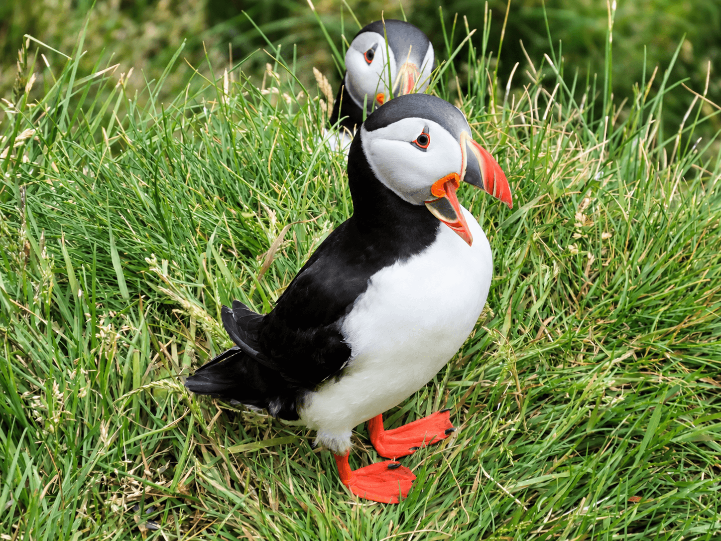 ATV, rainbow and puffins in Vestmannaeyjar