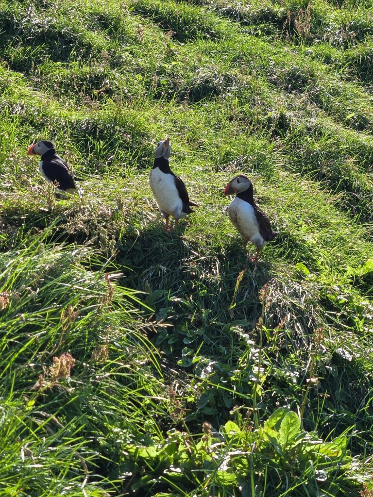 A Puffin Pose
