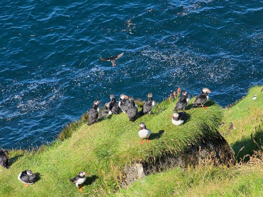 Summer Puffin-Time