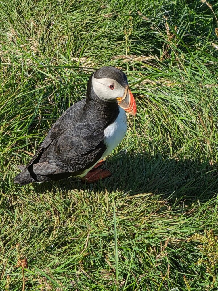 Up, Close and Personal......Puffin