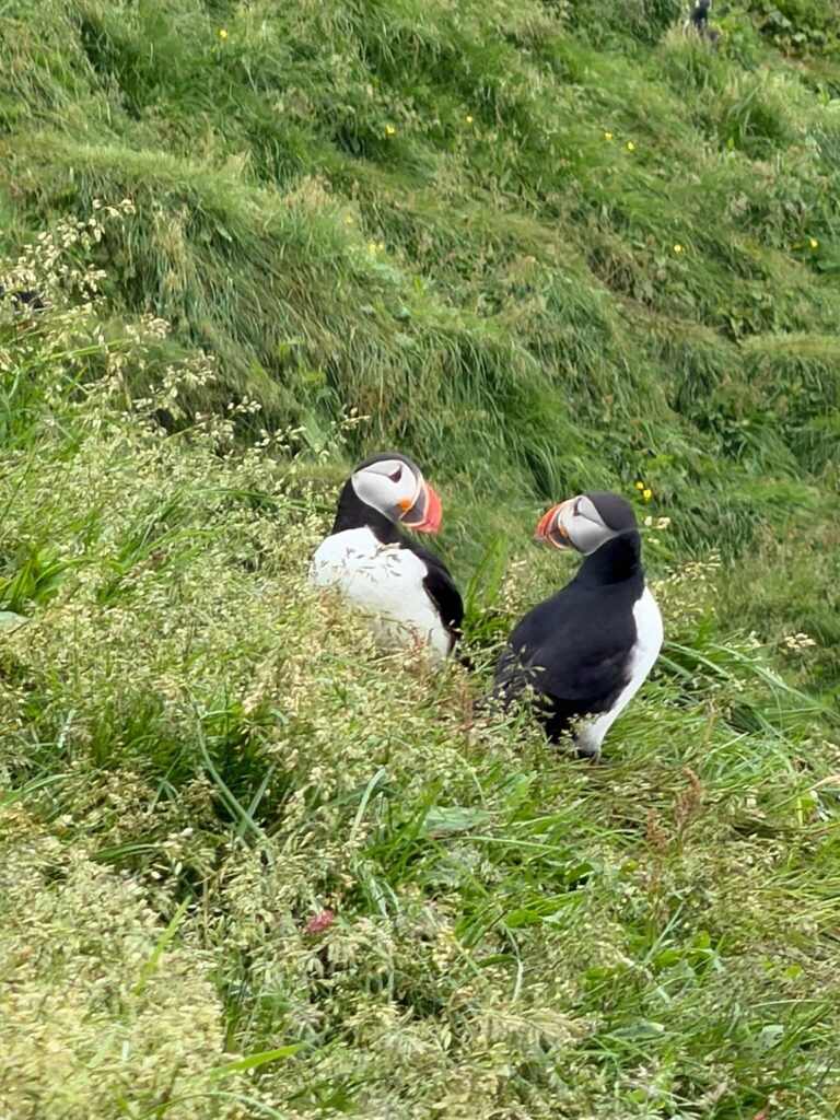 The mighty Puffin Love