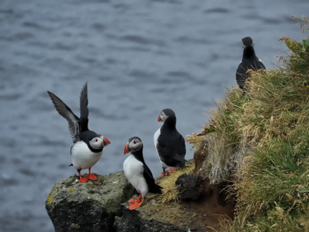 Atlantic puffins along the cliffs of Vestmannaeyjar